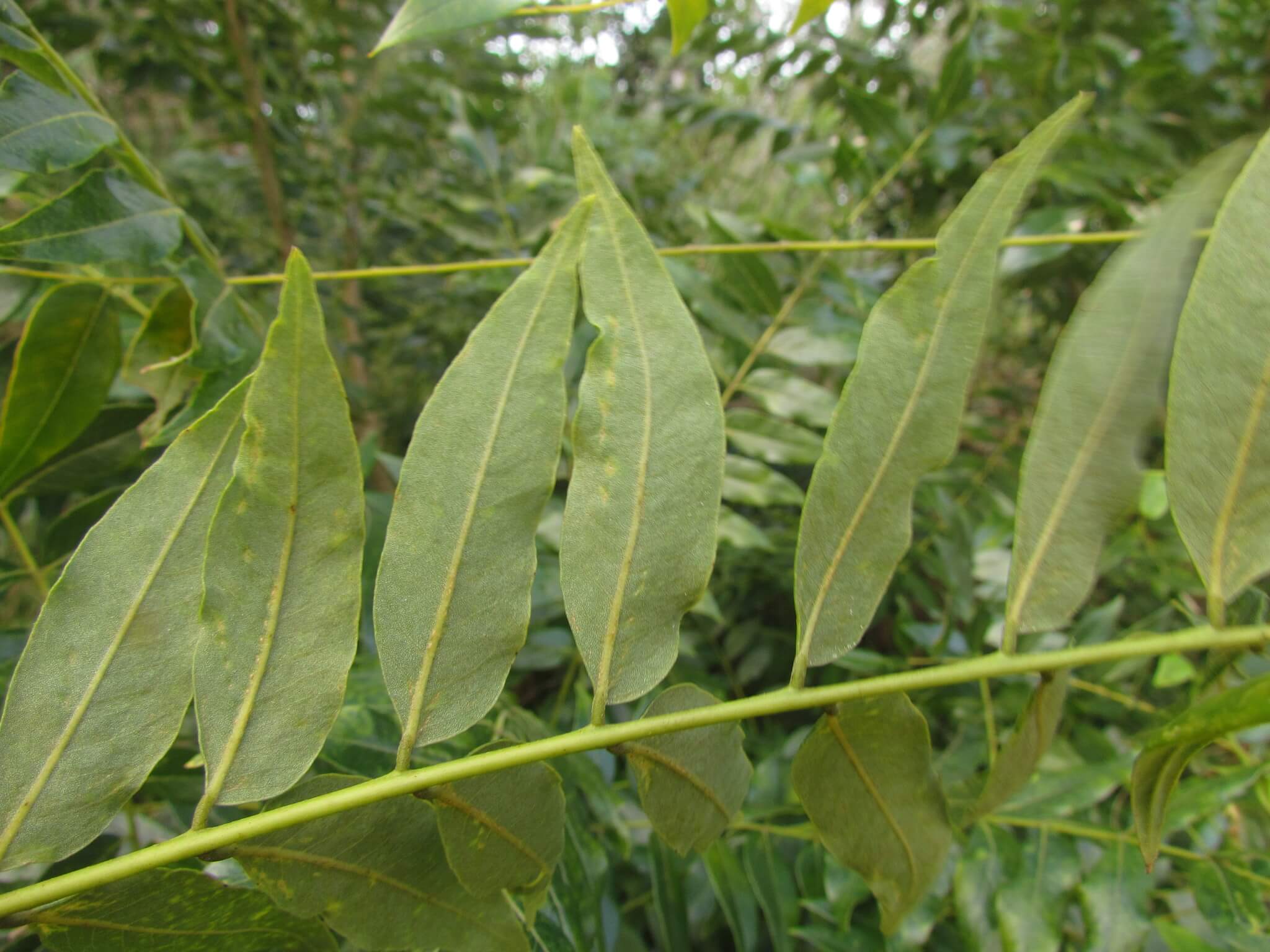 Ateleia gummifera